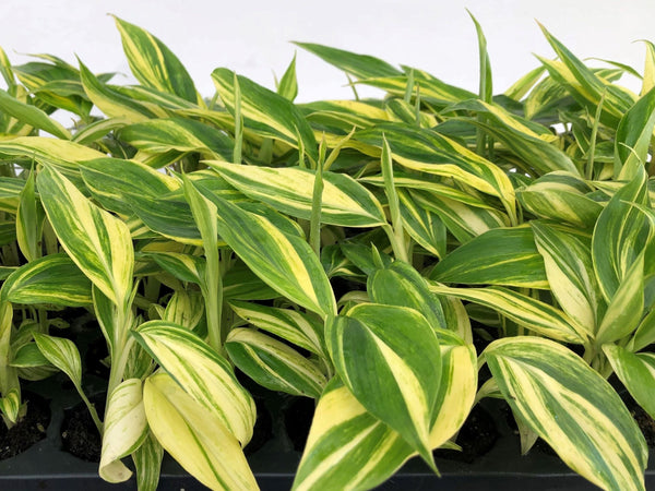 Alpinia Zerumbet Variegata For Sale, Wholesale Plants - Sunshine  Horticulture